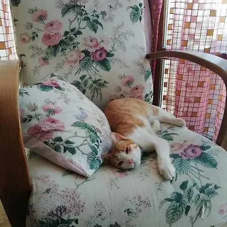 Green House Boğaziçi-dodo House Bogazici