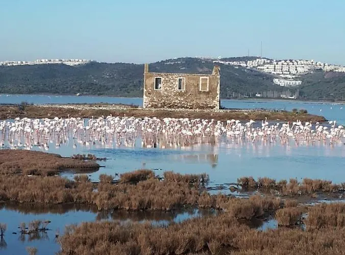 Green House Bogazici-dodo House * Богазычи